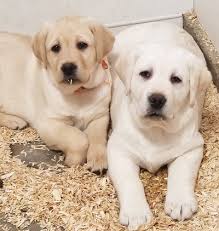 How to choose the right doodle puppy. Beloved Labs Llc English Labrador Puppies Labs For Sale In Minnesota Mn With Akc Champion Bloodlines