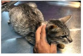 The bloating can also be an indication of a serious condition. Feline Infectious Peritonitis Causes Symptoms Treatment All About Cats
