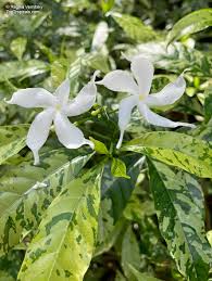 Image result for Tabernaemontana odoratissima