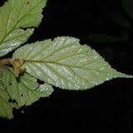 Image result for Begonia elatostemmoides