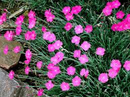 Image result for Lobelia adnexa