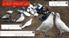 طريقة نش الحمام البلدي من السطوح او من البلكونة lat sal alc