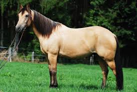 A dunskin horse carries genes for both a buckskin and a dun horse with both a cream dilution gene and a dun dilution gene (or dun factor). 7 Horse Conformation Flaws Piecing Together What We Know The Horse