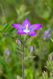 Image result for Campanulaceae