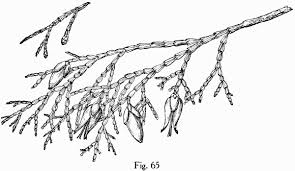 450x450 3,787 cedar tree stock vector illustration and royalty free cedar. Manual Of The Trees Of North America By Charles Sprague Sargent