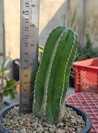 Image result for Lophocereus marginatus