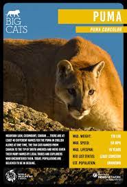 Celebrate World Wildlife Day With These 8 Big Cat Top Trumps Cards Conservation Earth Touch News