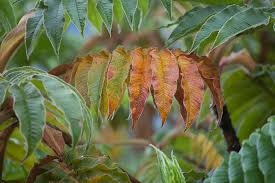 Image result for Hagenia abyssinica