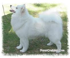 Samoyed Puppies Breeders Samoyeds