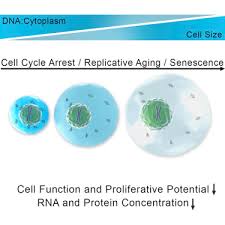 Cell division in plants occurs in regions called meristems. Excessive Cell Growth Causes Cytoplasm Dilution And Contributes To Senescence Sciencedirect