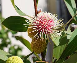 Image result for Hakea laurina