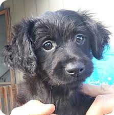 The dogs that come into our care (and we feel are the most beautiful) are the ones that were. Orlando Fl Dachshund Meet Blacky 1m A Pet For Adoption