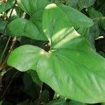 Image result for Cercestis congensis