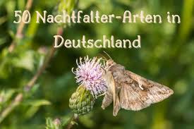 The nachtfalter class is a zeppelin airships used by the german armed forces. 50 Nachtfalter Arten In Deutschland