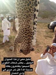 عـبدالرحمن عصام الخميس on twitter قتل جوز من النمور العربية عن طريق وضع لهم لحوم مسمومة في جبال فيفا من احد ضعاف النفوس عام ٢٠١٣