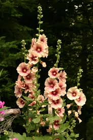 Hollyhocks By Kbeams On Deviantart Hollyhocks Flowers Flowers Perennials Beautiful Flowers