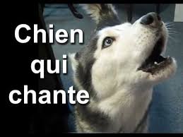 Chien Qui Chante A Cute Video Of A Singing Dog Complete With Droll French Commentary And English Subtitl Teaching French French Teaching Resources Animals