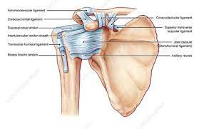 We did not find results for: Transverse Humeral Ligament Keyword Search Science Photo Library