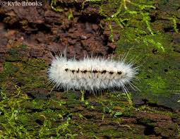 Maybe you would like to learn more about one of these? On The Subject Of Nature Caterpillars Of The Fuzzy Variety