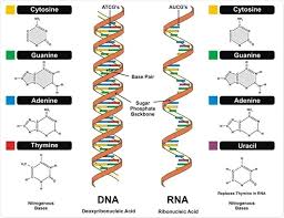 Ribonucleic acid (rna) is a polymeric molecule essential in various biological roles in coding, decoding, regulation and expression of genes. Types Of Rna Editing