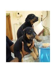 Be pure europeans imported cardio clear! Doberman Pinscher Puppies For Sale With Best Price In India