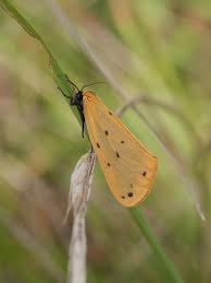 Image result for Setina roscida