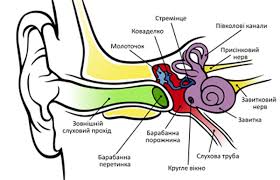 Картинки по запросу "будова вуха"