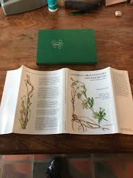 Image result for Riocreuxia