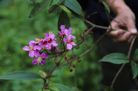 Image result for Dichaetanthera corymbosa