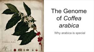 Image result for Coffea