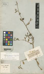 Image result for Limeum viscosum