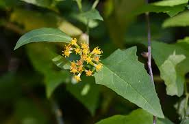 Image result for Senecio deltoideus