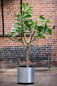 Image result for Euphorbia lividiflora