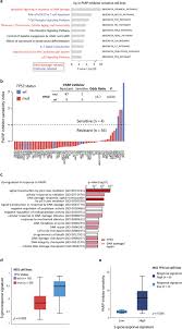 Molecular Correlates Of Sensitivity To Parp Inhibition Beyond Homologous Recombination Deficiency In Pre Clinical Models Of Colorectal Cancer Point To Wild Type Tp53 Activity Ebiomedicine