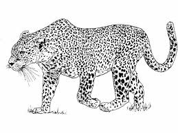The big cheetah displays the beautiful image of a valiant and bold looking cheetah with a mysterious expression on his face. Leopard Coloring Pages Printable Pdf Free Coloring Sheets Animal Coloring Pages Leopard Pictures Baby Coloring Pages