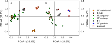 Image result for Wolffiella welwitschii