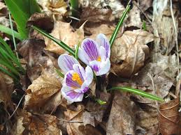 Image result for Iridaceae