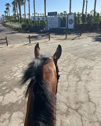 Jenifer Paris (@chevalfarm) • Instagram photos and videos