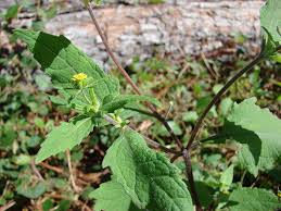 Image result for Sigesbeckia