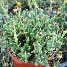 Image result for Rhabdophyllum