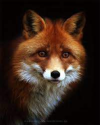 Red Fox Animals Animals Wild Fox