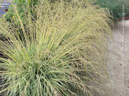 Image result for Moraea carsonii