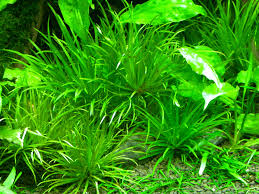 Image result for Blyxa hexandra