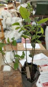 Pokok hiasan dalam rumah memang cantik, tapi kena pandai pilih jenis dan ada cara menjaganya. Mini Kebun Belakang Rumah Blueberry