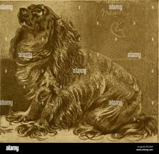 Black and tan and ruby hi-res stock photography and images