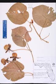 Image result for Ipomoea violacea