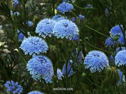 Image result for Tinnea coerulea