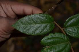 Image result for Triumfetta annua