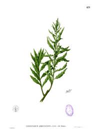 Image result for Chenopodium ambrosioides
