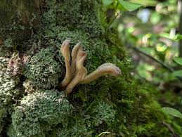 Image result for Macrotyloma rupestre × densiflo